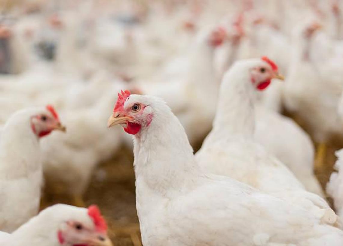 La Consejería de Agricultura inicia el protocolo de actuación tras la confirmación de un foco de Influenza Aviar en Yeles (Toledo)