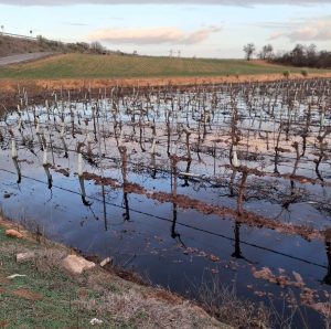 Montes Norte niega que haya realizado vertidos de alpechín en Malagón