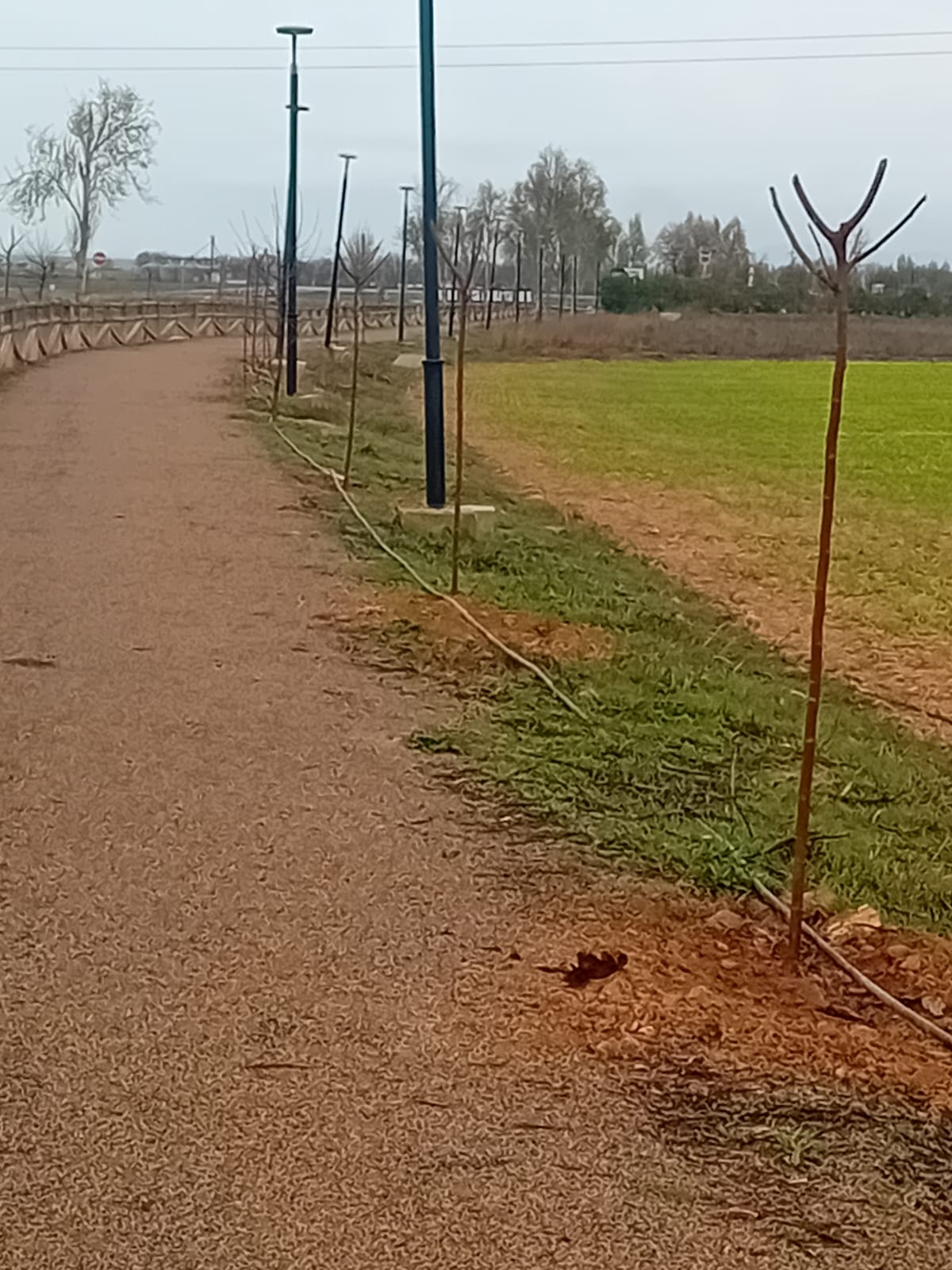 El Ayuntamiento de Torralba de Calatrava impulsa una nueva repoblación de árboles en la Travesía y la Vía Verde