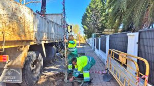 Parques y jardines repuebla con estoraques los alcorques de Avenida de Andalucía