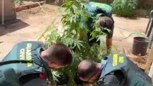 La Guardia Civil investiga a dos personas tras hallar 55 plantas de marihuana en un bar de Casasimarro (Cuenca)