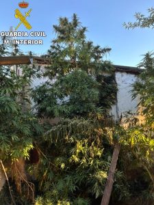 La Guardia Civil desmantela una plantación de cannabis en Olmeda del Rey